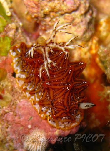 Halgerda tessellata.JPG